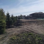 Tree Transplanting Job