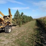 Tree Transplanting Job