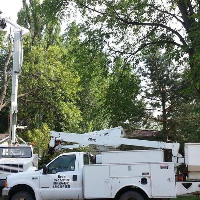 Tree Trimming
