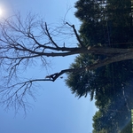 Big Ash Removal