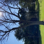 Big Ash Removal