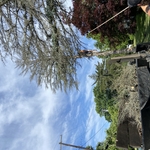 Big Pine Removal