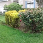 Brown Mulch