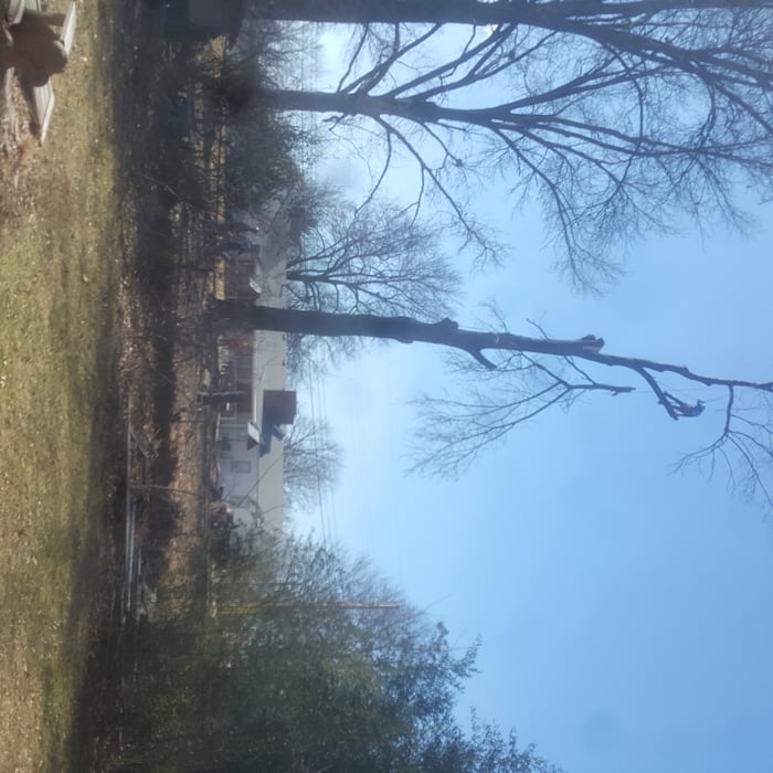 taking tree out