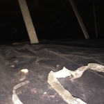 Snake skin in attic