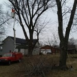 Tree trimming