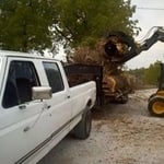 Tree trimming
