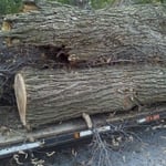 Tree trimming