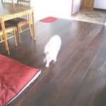 Laminate
