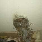Bird nest, clogged dryer ventilation