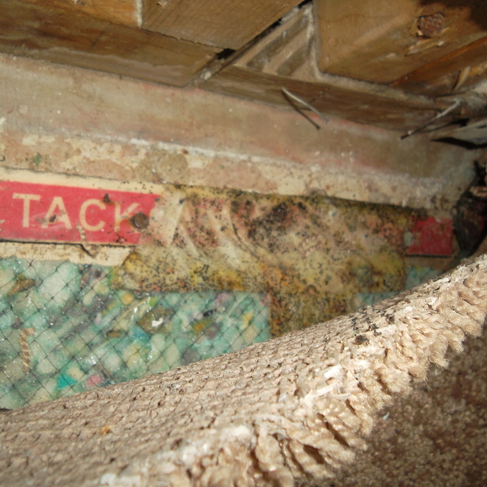 Mold removal on drywall,carpet,padding,and tack st