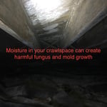 Fungus and Mold Growth