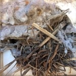 Birds nest