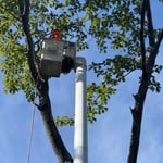 Tree service in action