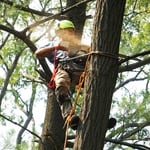 Tree service in action