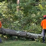 Tree service in action