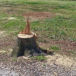 stump grinding