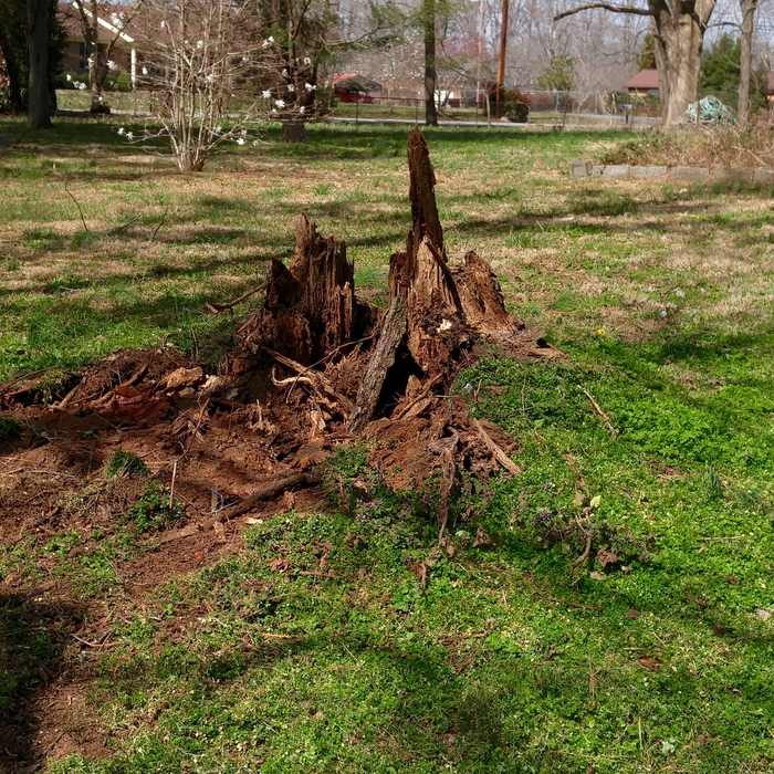 stump grinding