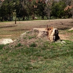 stump grinding