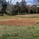 stump grinding