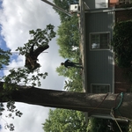 Storm damaged tree removed off of house