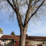 Large maple