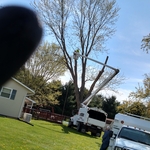 Large maple