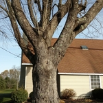 Large ash