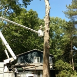 Large sycamore tree