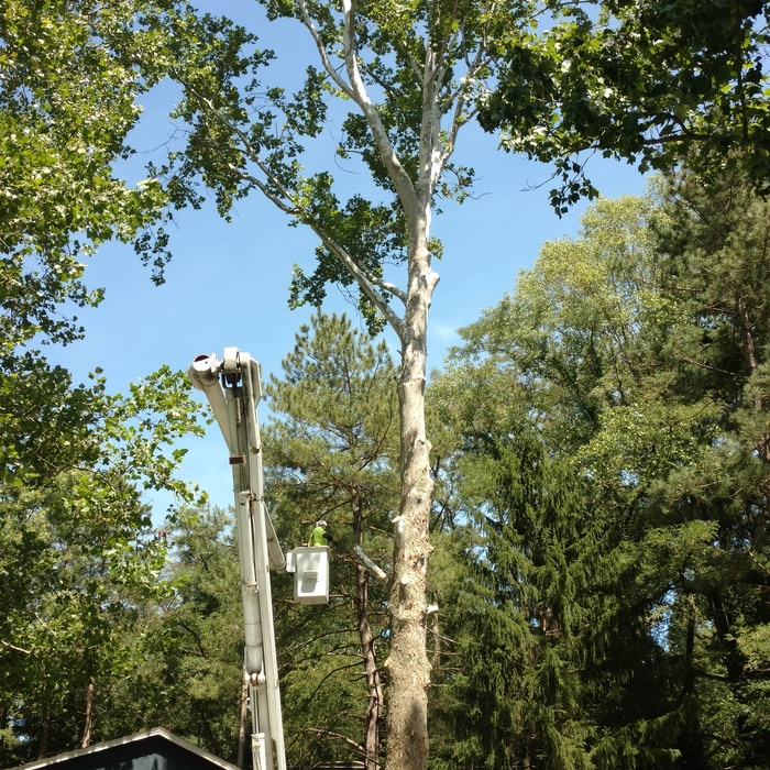 Large sycamore tree