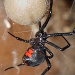 Black Widow Spider