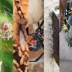www.banishpestcontrol.com