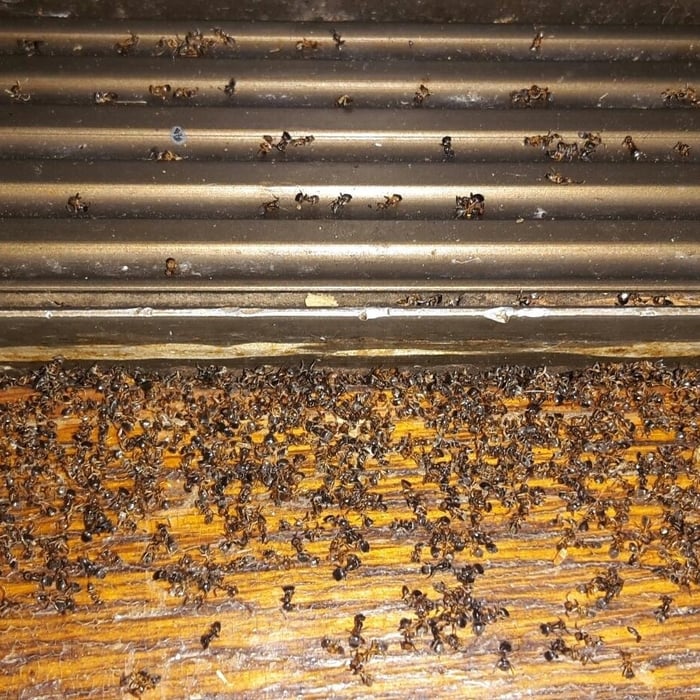 Dead Small Ants