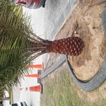Curbing