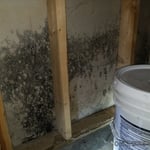 Mold Inspection