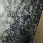 Mold Inspection