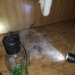 Mold Inspection