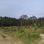 Property Cleanup around driveway