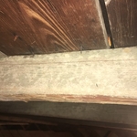 Crawl space Mold growth