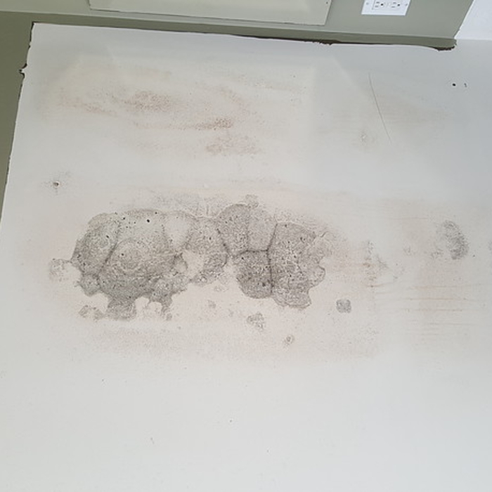 Wall mold growth