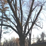 140 ft pecan tree.