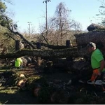 140 ft pecan