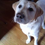 Cody in Dighton, MA