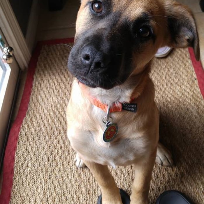 Harley in Medfield