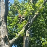 Tree Cutting Process