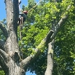 Tree Cutting Process