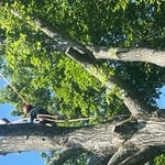 Tree Cutting Process