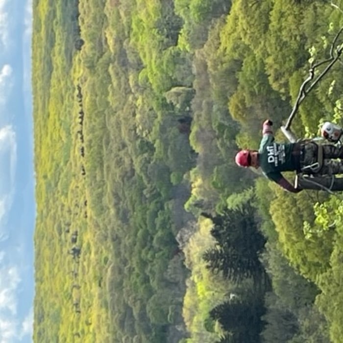 Tree Cutting Process