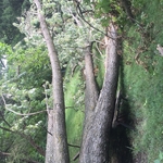 Tree Removal