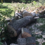 Tree Removal